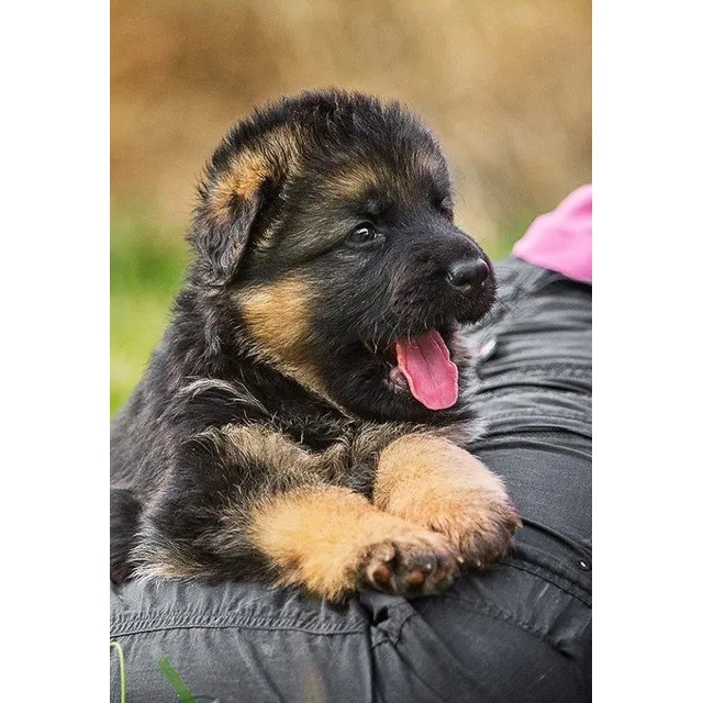 Cachorros Pastor Alemán Linea De Pedigree Perros Bogotá