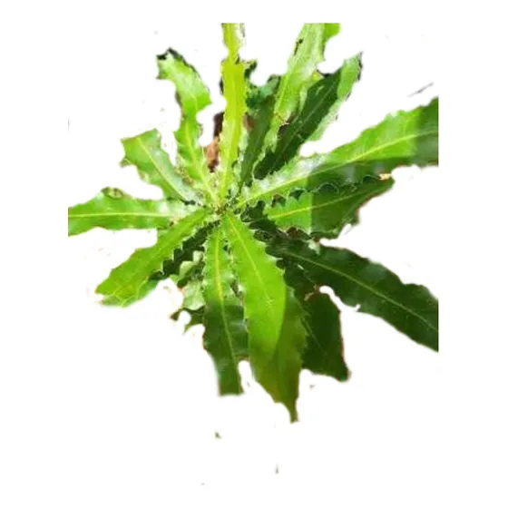 Nuez De Macadamia Plantas Acodadas Que Producen En Stock!