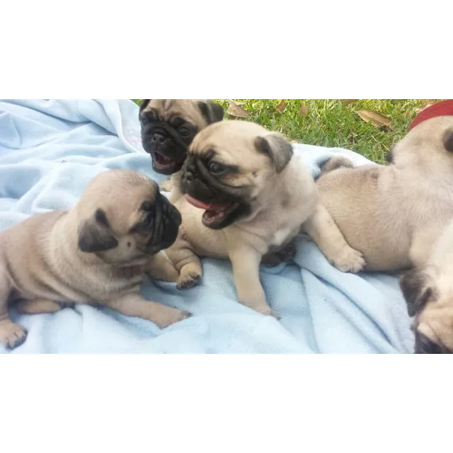 Pug Carlino Hembra, Pelaje Corto.