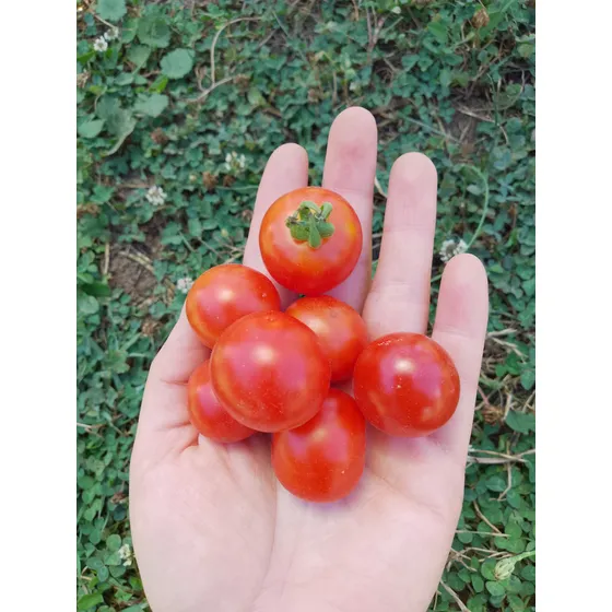 Semillas De Tomates Exóticos
