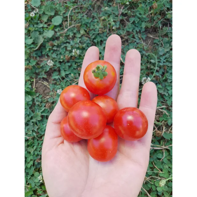 Semillas De Tomates Exóticos