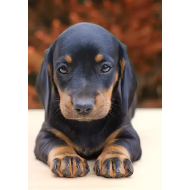 Cachorra Negra Y Fuego Salchicha