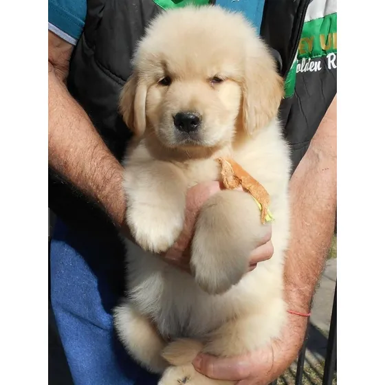 Hermosisimas Golden 100% Puras Crianza Respetuosa Cachorros.