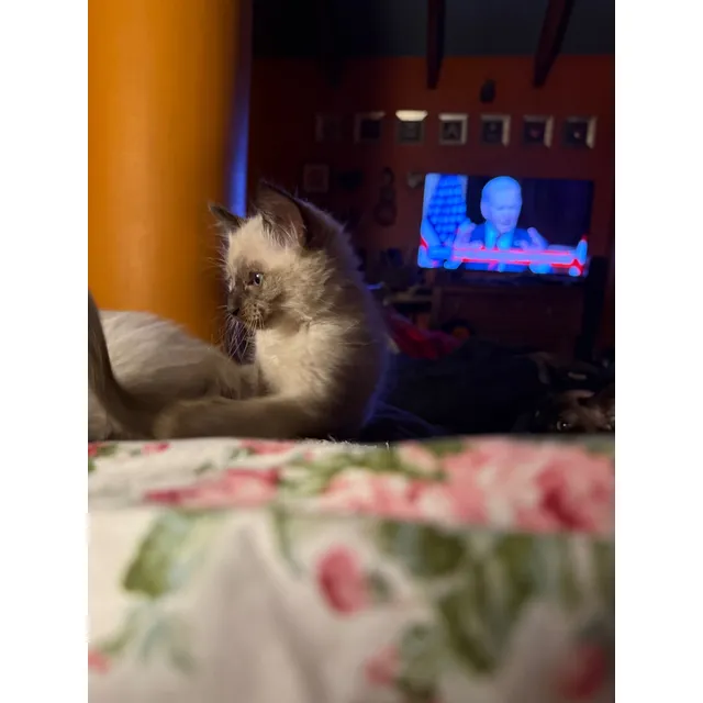 Gatito Siames