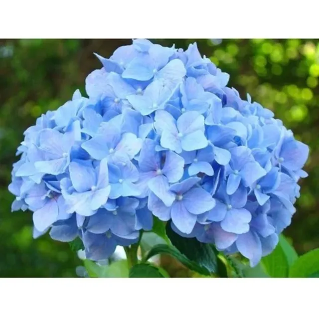 1000 Sementes De Flor Hortencia Azul Selecionadas