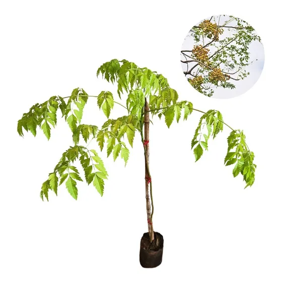 Muda De Árvore Santa Bárbara Amarela - Cinamomo Dourado
