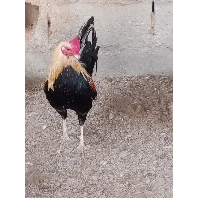 Gallo Fino Padrote