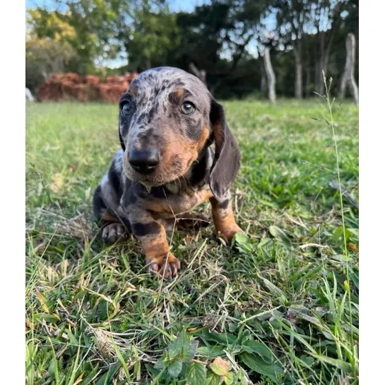 Dachshund Macho  Salcicha