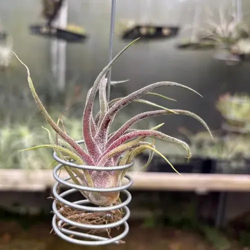 Tillandsia Gardneri Rupicula | Parcelamento sem juros
