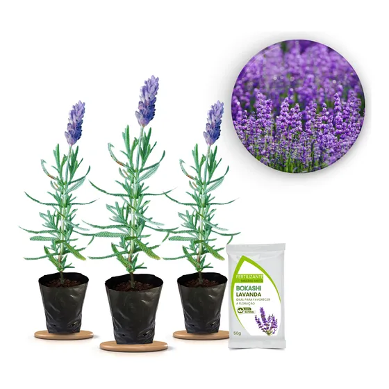 3 Mudas De Alfazema | Lavanda Legítima Lavandula