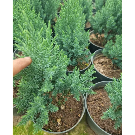 Mini Pinos Plantas (50cm)