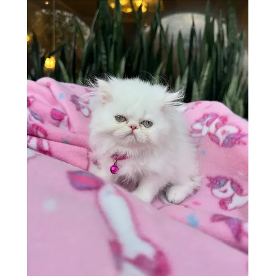 Gatos Persas Vacunados Examanes Tienda Fisca