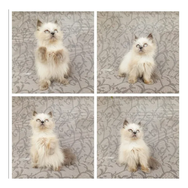 Gatitos Persas Himalayos Macho Y Hembra Disponibles Guayaqui