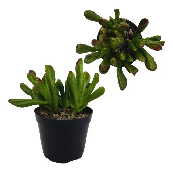 Suculenta Orelha De Shrek Pt9 Coleção Rara Planta Natural
