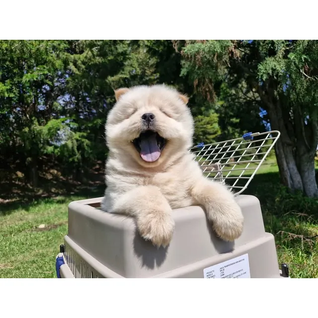 Hermosos Chow Chow Cachorros