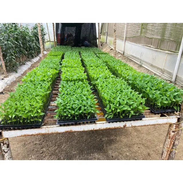 Kit Semillero, Sol A + B + Micros + Sustrato + Trichoderma