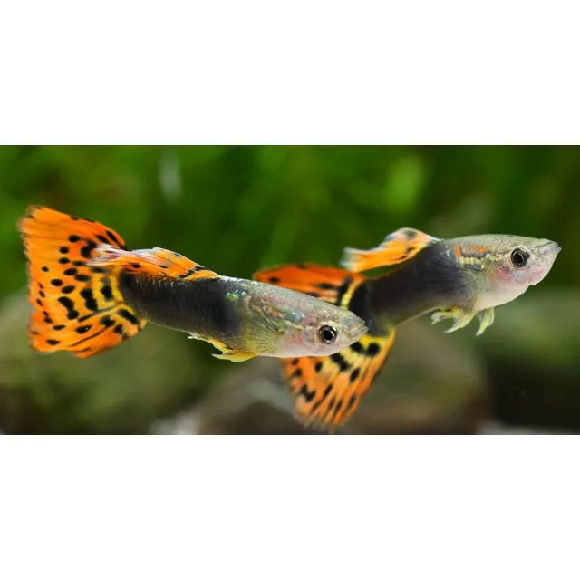 Excelente Oportunidad Pareja De Guppys