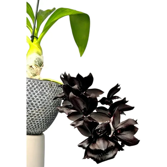 Orquidea Negra Con Envío 
