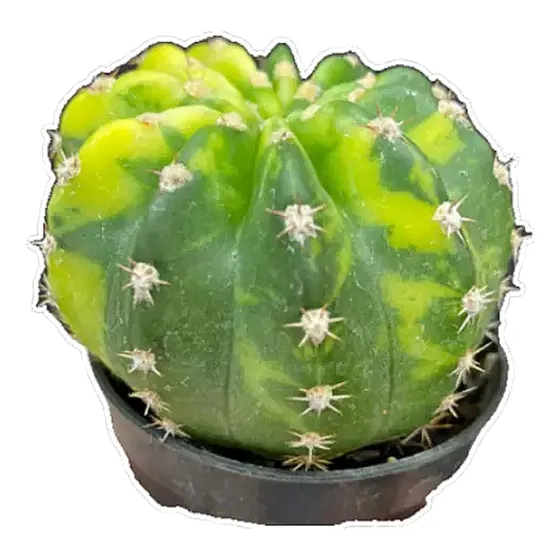 Cactos Echinopsis Tubiflora Variegata Mesclado Raro (1)