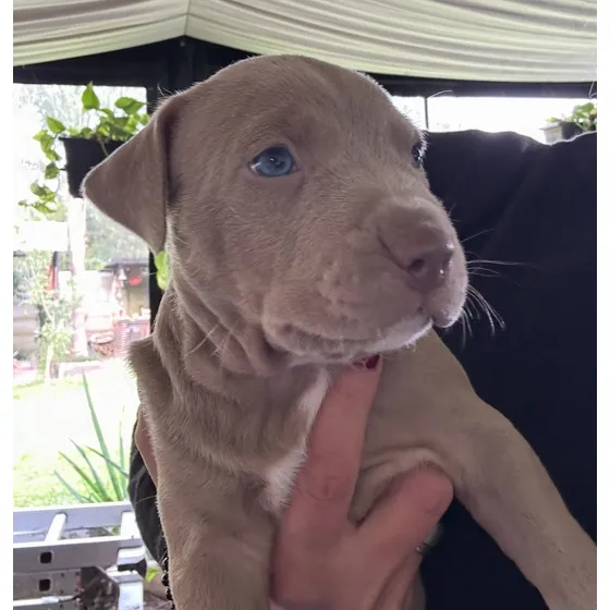 Cachorros Pitbull -45 Días .