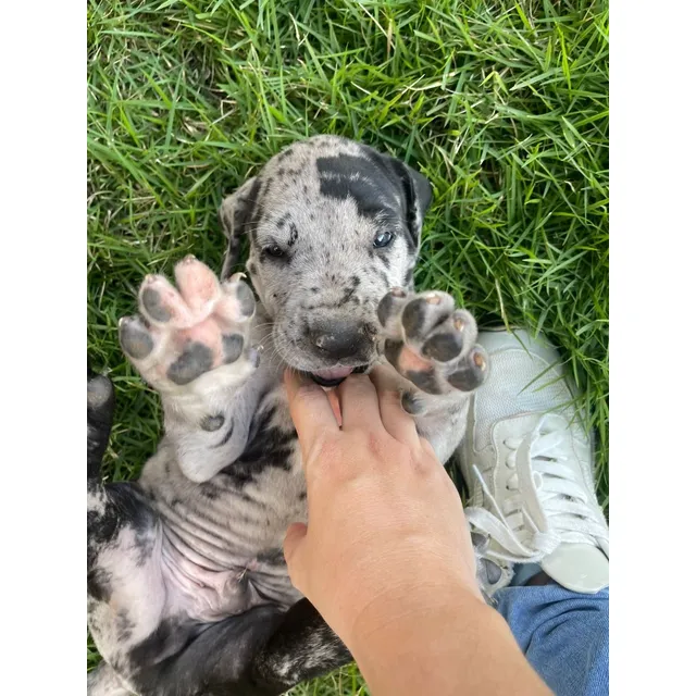Cachorro Gran Danés Macho Arlequín Animal Pets Colombia 