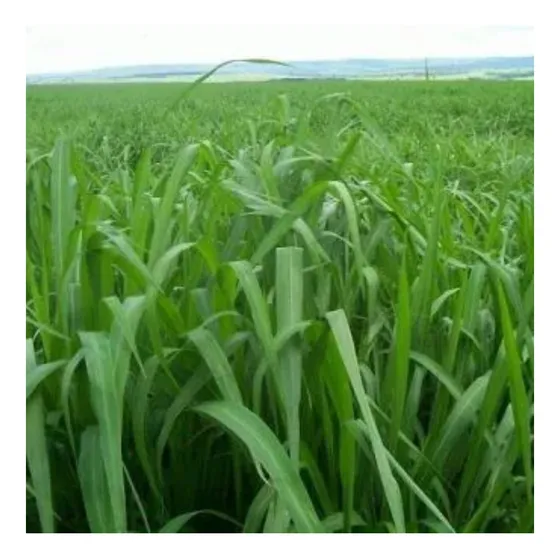Sementes De Capim Mg4 Matsuda - 1kg