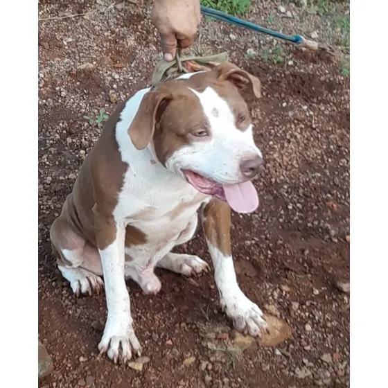 Filhotes Apbt De Pelagem Curta, 45 Dias, Saudáveis