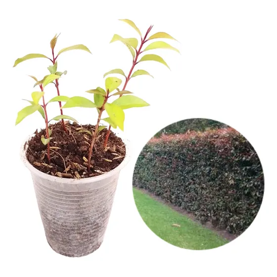 Kit 4 Plantas Plantulas De Eugenias Para Cerca Viva, Maceta