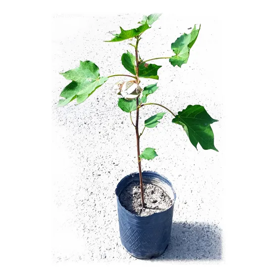 Planta De Algodón