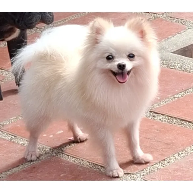 Pomeranio