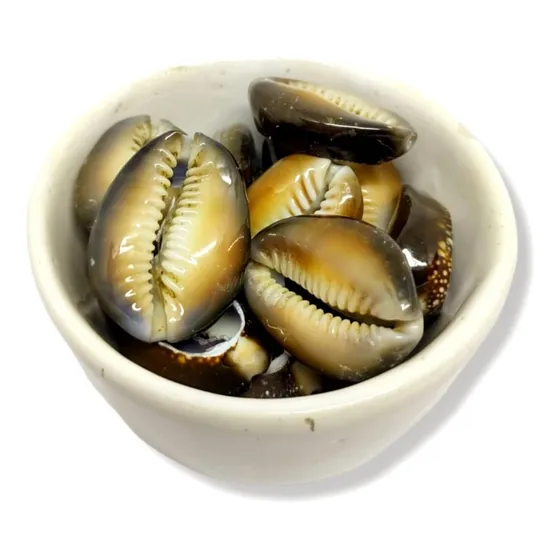 Buzios Africano Natural Aberto - Pacote 100g
