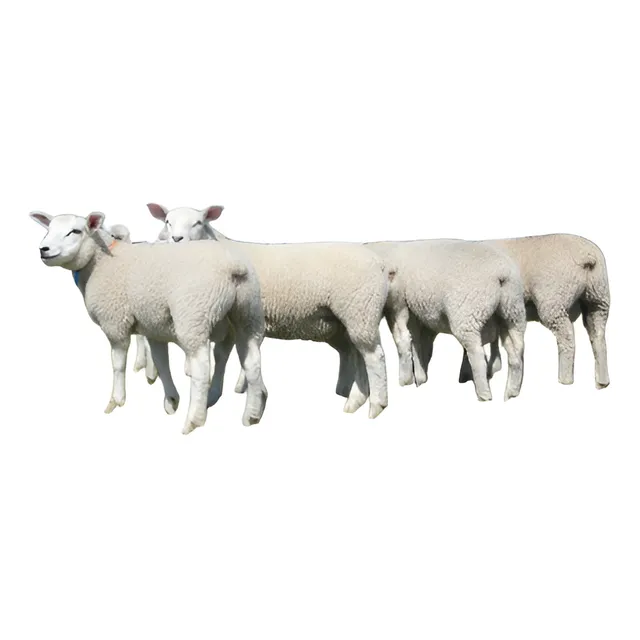 Texel Las Tres Marías Carneros Borregos Corderos Ovejas