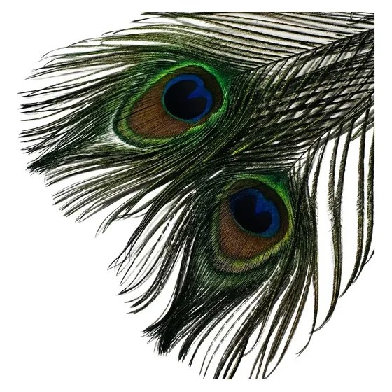 Material De Atado De Moscas Plumas Ojos Pavo Real Pro F & F