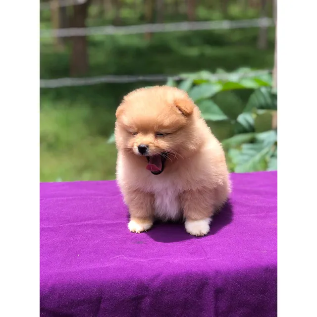 Pomerania Macho