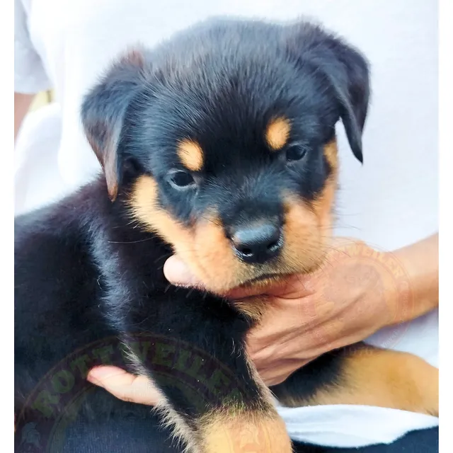 Cachorros Rottweiler 