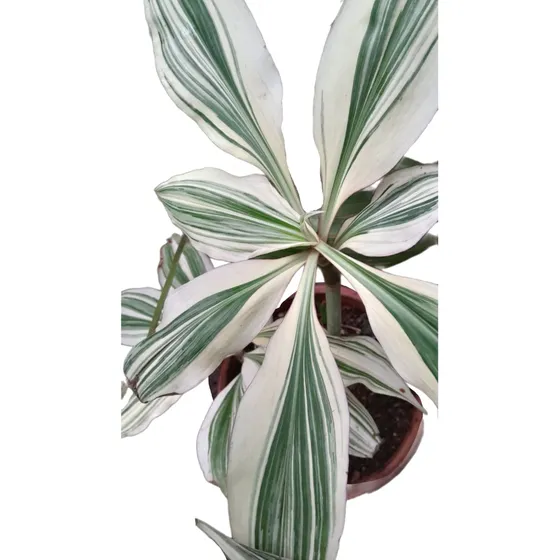 Plantas Tropicales Exóticas 