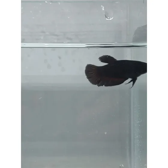 Betta Linhagem Fêmea Pk Total Black 