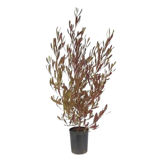 Plantas Dodonea Cerco Vivo En 3 Litros  Oferta