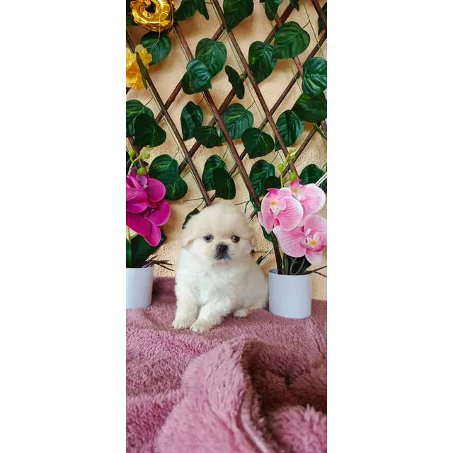 Pequines Macho Blanco