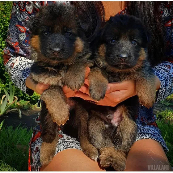 Cachorros Pastor Alemán 2 Meses De Nacidos Vacunados