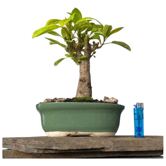 Arteenbonsai Palo Borracho Cooprosma Arbol De La Vida Ombu