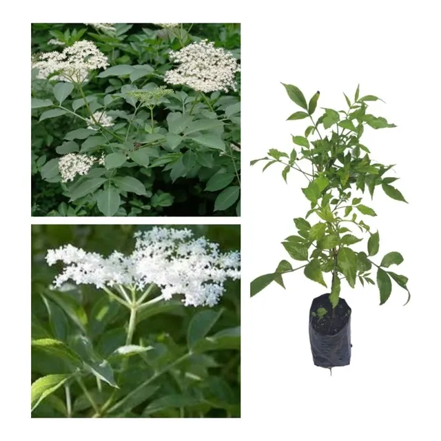 Sabugueiro - Sambucus Nigra - Ornamental E Medicinal 