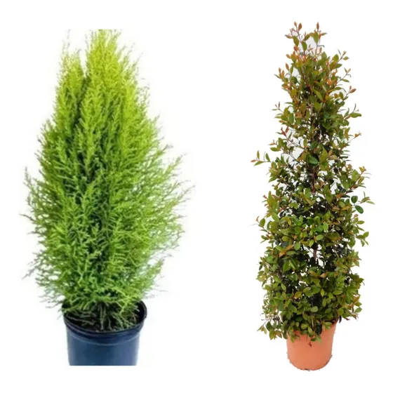 Cerco Vivo Pack 5 Eugenias De 1m + 5 Pino Limón De 1m Oferta