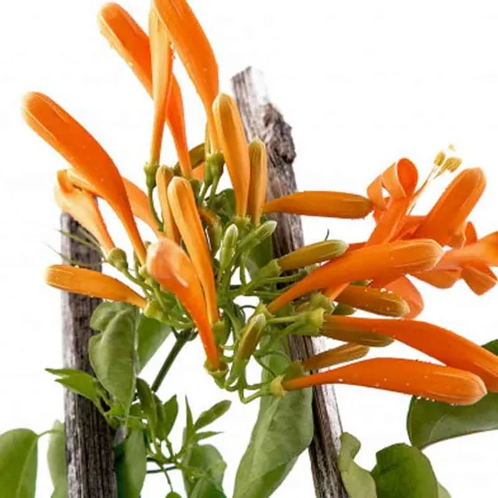 Bignonia Naranja, De Invierno, Pyrostegia Venusta
