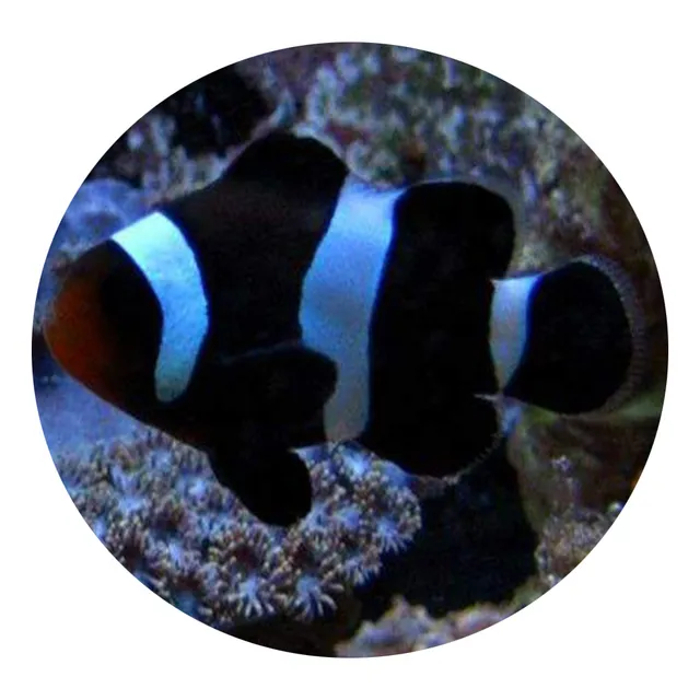 Peixe Palhaço Black Ocellaris Md