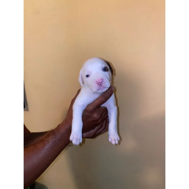 Cachorros Pitbull Macho Hembra- Excelente Compañero.