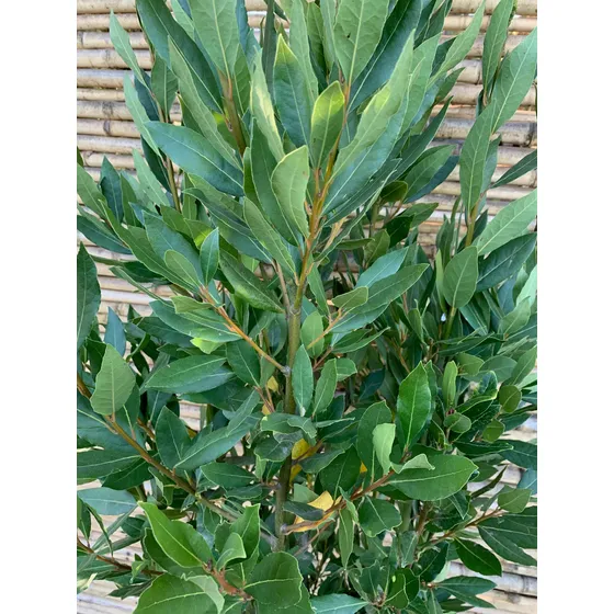 Semillas De Laurel De Comer 1 Kilo.