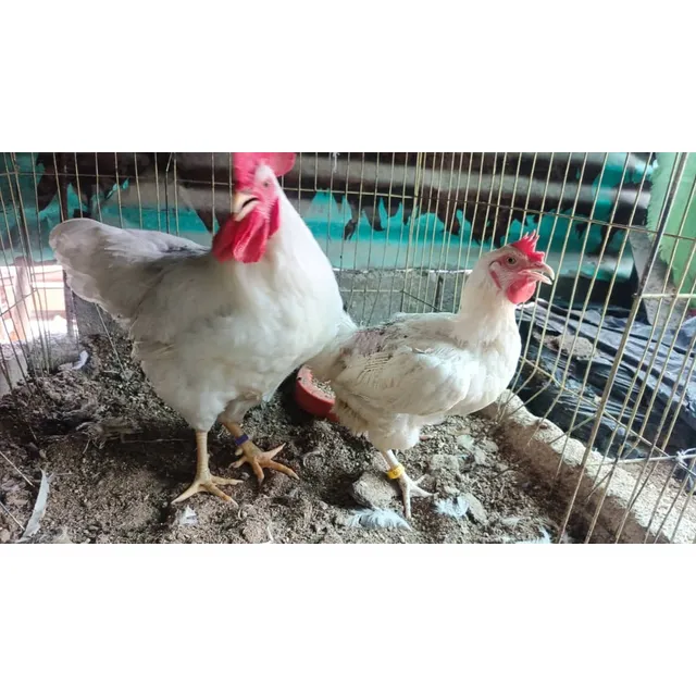 Gallo Rhoder Islan White