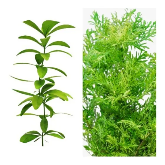  Hygrophila Polysperma + Hygrophila Difformis Low Tech