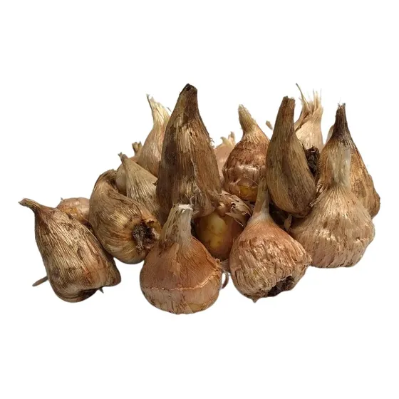 Bulbo De Fresias Dobles Muy Perfumadas X20! Colores Varios